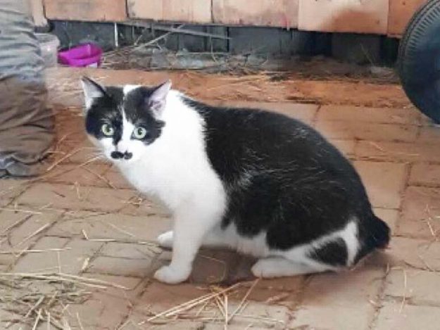 Zugelaufen: Schwarz-weiße Katze aus Ippinghausen / © 2018 Privat