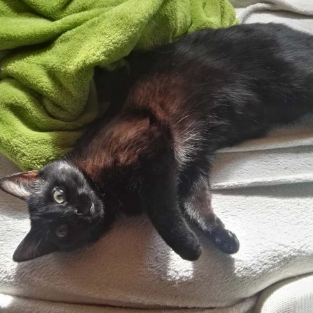 Kätzin Maria(nne) im neuen Zuhause / © 09.07.'18 Privat