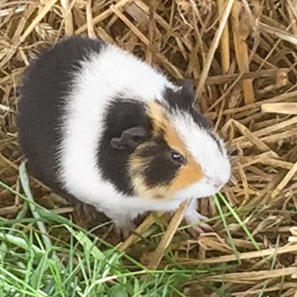 Meerschweinchenbock Junior / © 2018 Arche KaNaum (AE)
