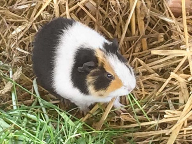 Meerschweinchenbock Junior / © 2018 Arche KaNaum (AE)