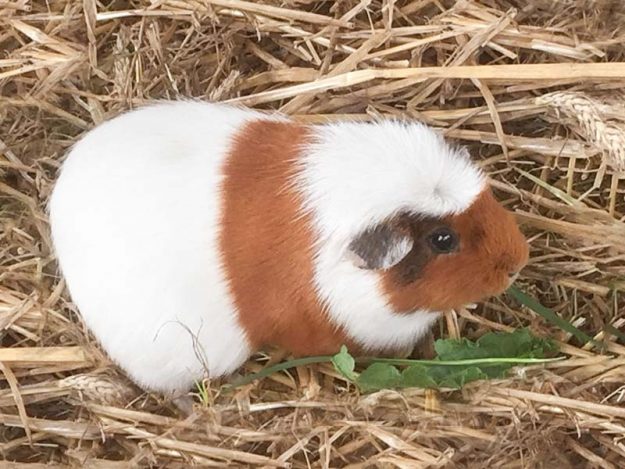 Meerschweinchen-Weibchen Lilly / © 2018 Arche KaNaum (AE)