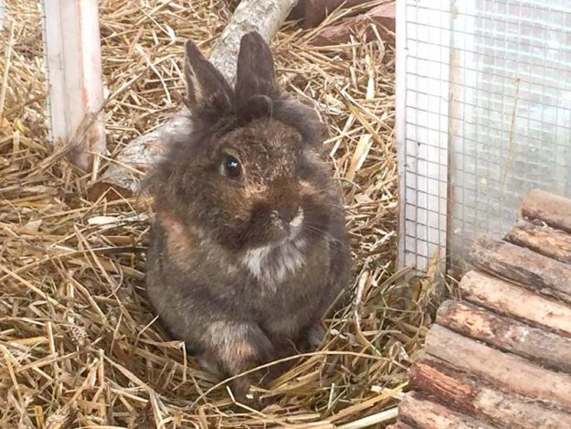 Kaninchenhäsin Nana / © 2018 Arche KaNaum (AE)