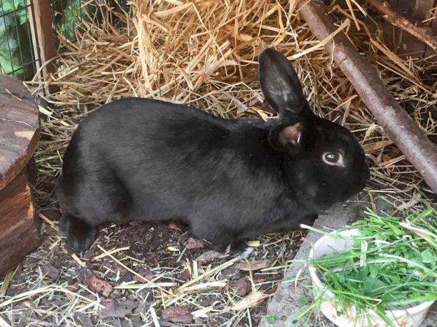 Kaninchenbock Raven / © 2018 Arche KaNaum (AE)