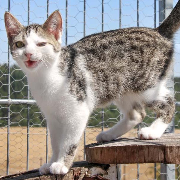 Kätzin Bailey / © 2018 Arche KaNaum (DN) Kätzin Bailey / © 2018 Arche KaNaum (DN)