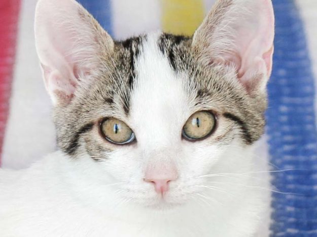 Kater Bourbon / © 2018 Arche KaNaum (DN)