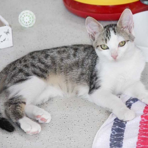 Kater Tequila / © 2018 Arche KaNaum (DN) Kater Tequila / © 2018 Arche KaNaum (DN)