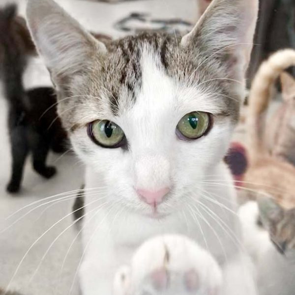 Kater Tequila / © 2018 Arche KaNaum (DN) Kater Tequila / © 2018 Arche KaNaum (DN)