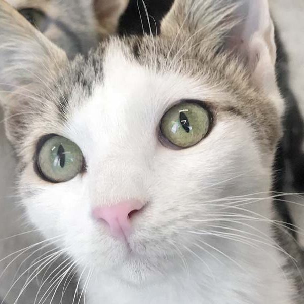 Kater Tequila / © 2018 Arche KaNaum (DN) Kater Tequila / © 2018 Arche KaNaum (DN)