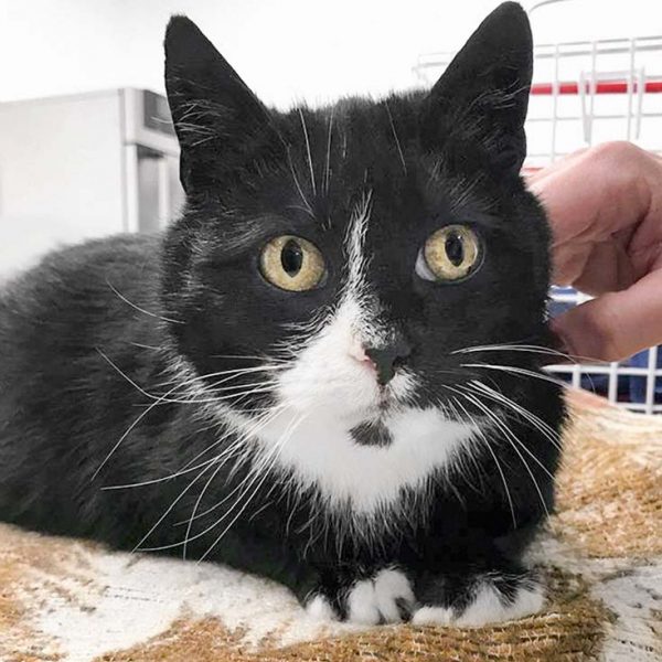 Kätzin Oreo / © 2018 Arche KaNaum (DN)