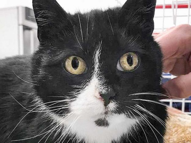 Kätzin Oreo / © 2018 Arche KaNaum (DN)