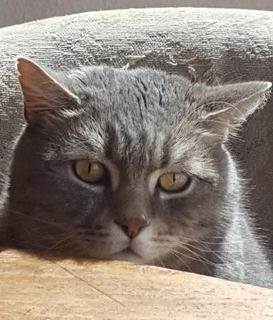 Kater Balou (aka Jumbo) im neuen Zuhause / © 09.04.'18 Privat