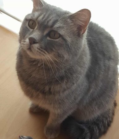 Kater Balou (aka Jumbo) im neuen Zuhause / © 09.04.'18 Privat
