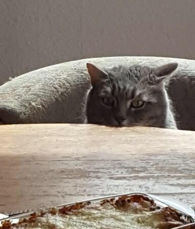Kater Balou (aka Jumbo) im neuen Zuhause / © 09.04.'18 Privat