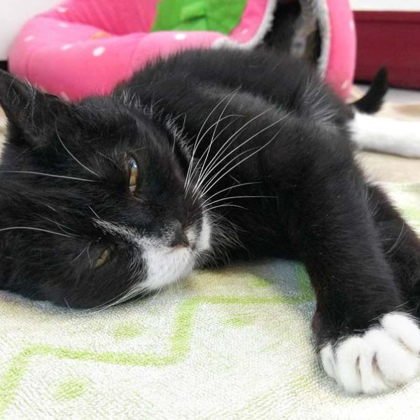 Kätzin Oreo / © 2018 Arche KaNaum (DN)