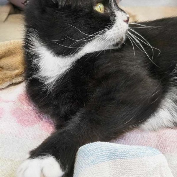 Kätzin Oreo / © 2018 Arche KaNaum (DN)