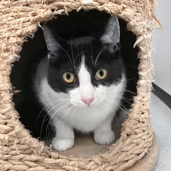 Kater Clyde / © 2018 Arche KaNaum (DN) Kater Clyde / © 2018 Arche KaNaum (DN)