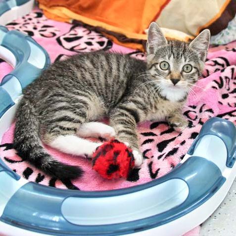 Kätzin Rosine / © 2018 Arche KaNaum (DN) Kätzin Rosine / © 2018 Arche KaNaum (DN)