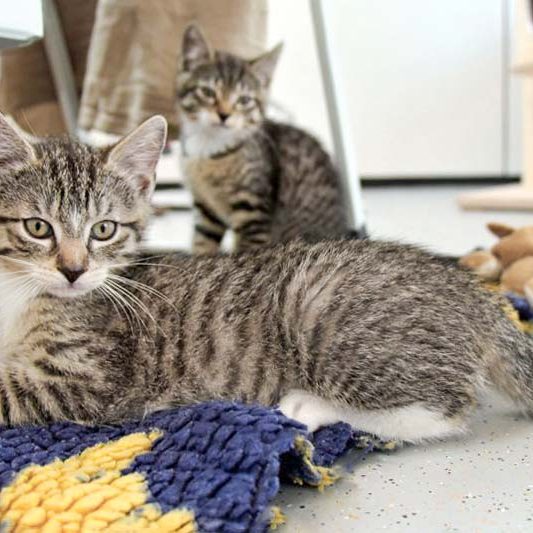 Kater Raffaelo (v.) mit Schwesterchen Rosine / © 2018 Arche KaNaum (DN) Kater Raffaelo (v.) mit Schwesterchen Rosine / © 2018 Arche KaNaum (DN)