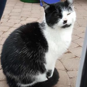 Vermisst: Kater Rumo (TASSO e.V. Nr. S2324238) / © 2018 Privat