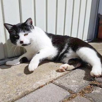 Vermisst: Kater Rumo (TASSO e.V. Nr. S2324238) / © 2018 Privat