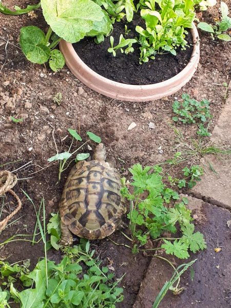 Vermisst: Griechische Landschildkröte / © 2018 Privat