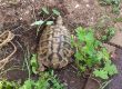 Vermisst: Griechische Landschildkröte / © 2018 Privat