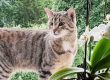 Vermisst: Kater Tigger / © 2018 Privat