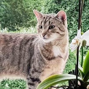 Vermisst: Kater Tigger  / © 2018 Privat Vermisst: Kater Tigger / © 2018 Privat