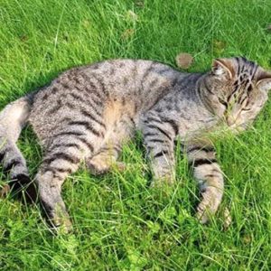 Vermisst: Kater Tigger  / © 2018 Privat Vermisst: Kater Tigger / © 2018 Privat