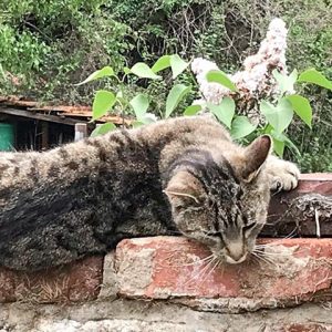 Vermisst: Kater Tigger  / © 2018 Privat Vermisst: Kater Tigger / © 2018 Privat