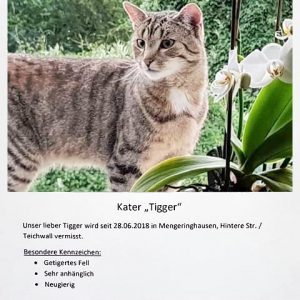 Vermisst: Kater Tigger  / © 2018 Privat Vermisst: Kater Tigger / © 2018 Privat