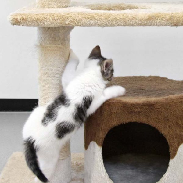 Kater Luke / © 2018 Arche KaNaum (DN) Kater Luke / © 2018 Arche KaNaum (DN)