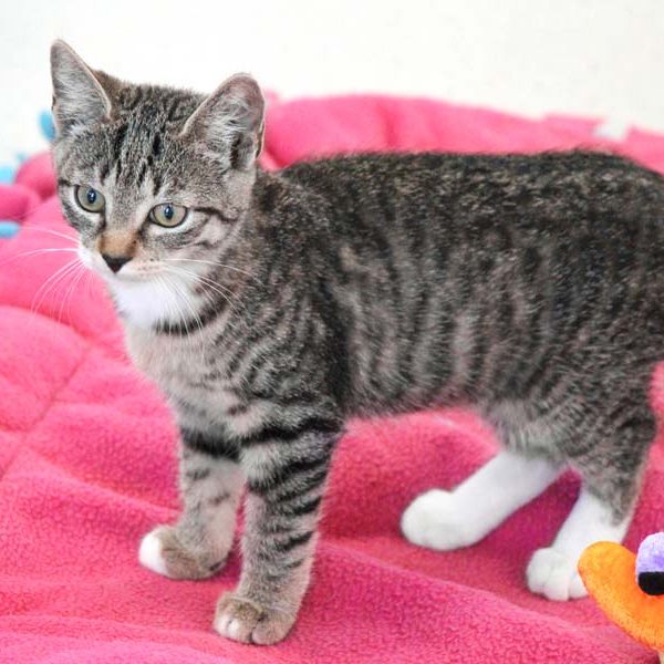 Kätzin Rosine / © 2018 Arche KaNaum (DN) Kätzin Rosine / © 2018 Arche KaNaum (DN)