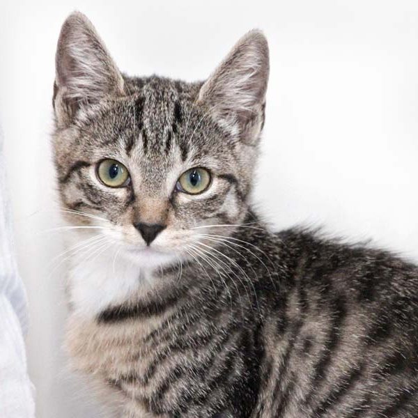 Kätzin Rosine / © 2018 Arche KaNaum (DN) Kätzin Rosine / © 2018 Arche KaNaum (DN)