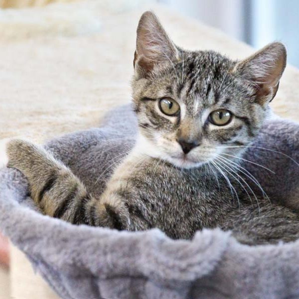 Kater Raffaelo / © 2018 Arche KaNaum (DN) Kater Raffaelo / © 2018 Arche KaNaum (DN)