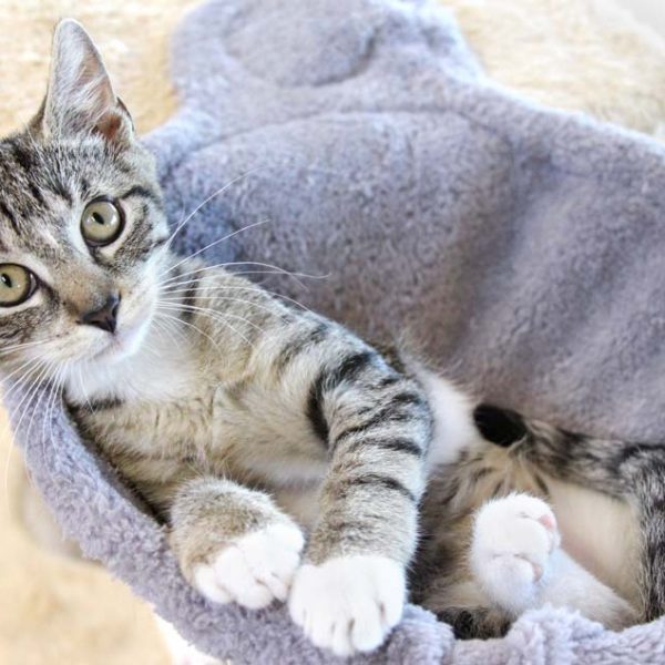 Kater Raffaelo / © 2018 Arche KaNaum (DN) Kater Raffaelo / © 2018 Arche KaNaum (DN)