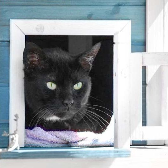 Kater Bruno / © 2018 Arche KaNaum (DN)