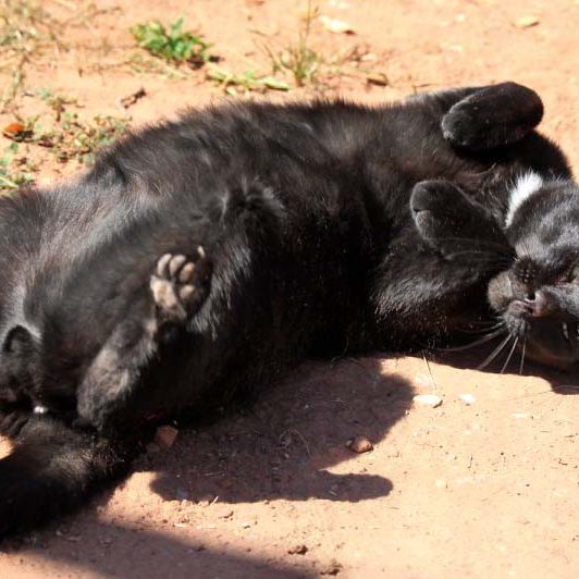 Kater Bruno / © 2018 Arche KaNaum (DN)