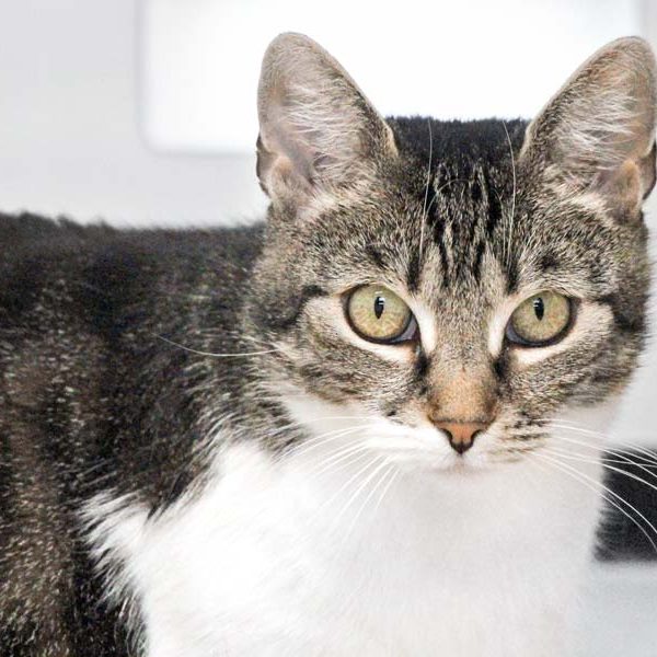 Kätzin Bonnie / © 2018 Arche KaNaum (DN)