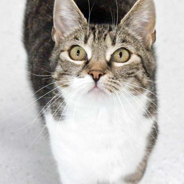 Kätzin Bonnie / © 2018 Arche KaNaum (DN)