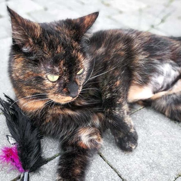 Kätzin Rika / © 2018 Arche KaNaum (DN)