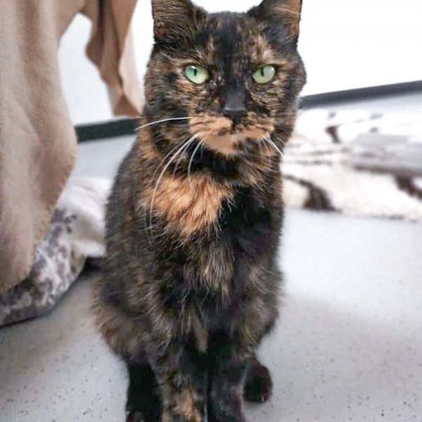 Kätzin Rika / © 2018 Arche KaNaum (DN)