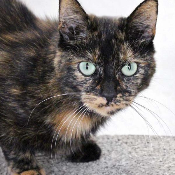 Kätzin Rika / © 2018 Arche KaNaum (DN)