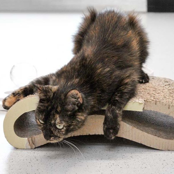 Kätzin Rika / © 2018 Arche KaNaum (DN)