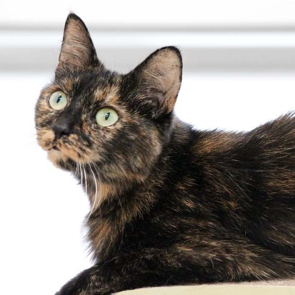 Kätzin Rika / © 2018 Arche KaNaum (DN)