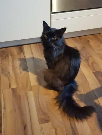 Kater Leo im neuen Zuhause / © 22.07.'18 Privat