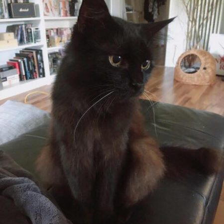 Kater Leo im neuen Zuhause / © 22.07.'18 Privat