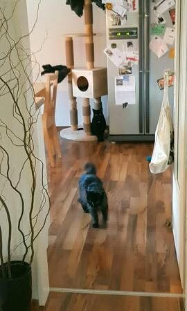 Kater Leo im neuen Zuhause / © 22.07.'18 Privat