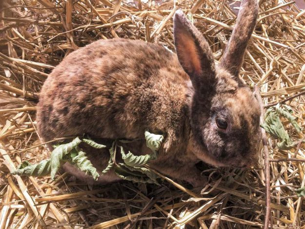 Kaninchenhäsin Fee / © 2018 Arche KaNaum (AE)