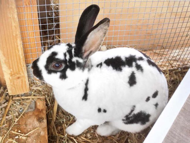 Kaninchenbock Flecki / © 2018 Arche KaNaum (AE)